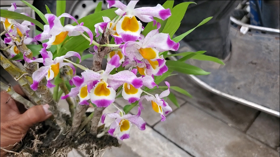 我要上热门#1丛非常独特的晶帽石斛,颜色非常紫,闻起来很香