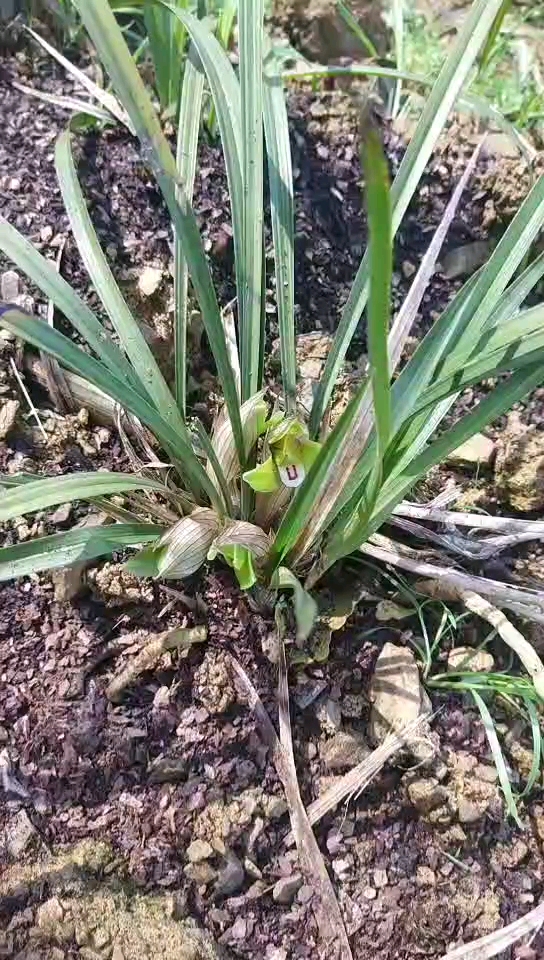 貴州春蘭開花啦!