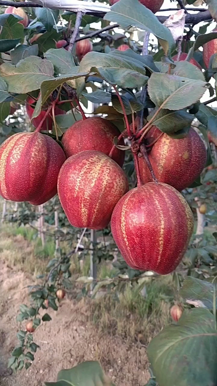 彩云红梨品种图片