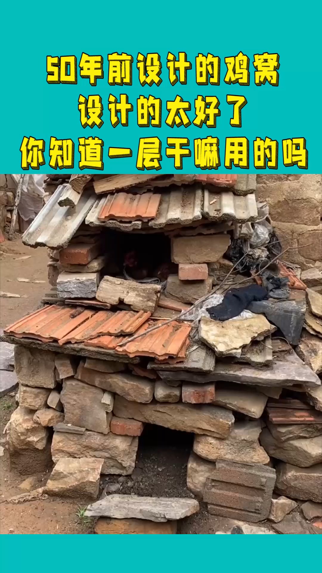 50年前设计的鸡窝,设计的太好了,你知道第一层干嘛用的吗?