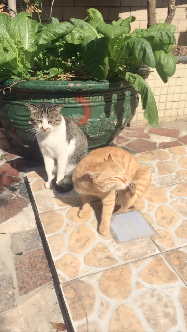 两只肥猫,排排坐在那晒太阳.小黄不停的抓痒痒.