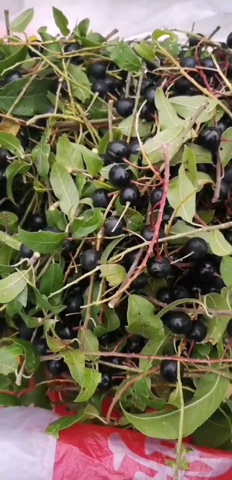 夏天就要这么过#东北臭李子,营养又好吃