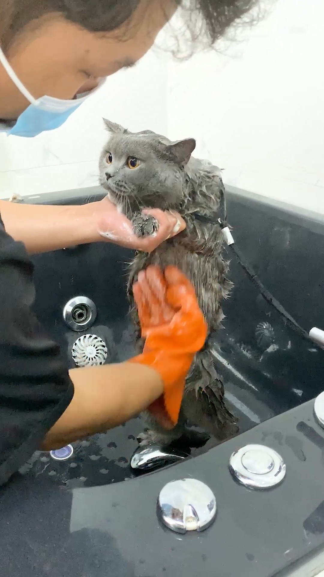 网红花式搞笑开瓶猫猫#又去洗澡了哈哈哈