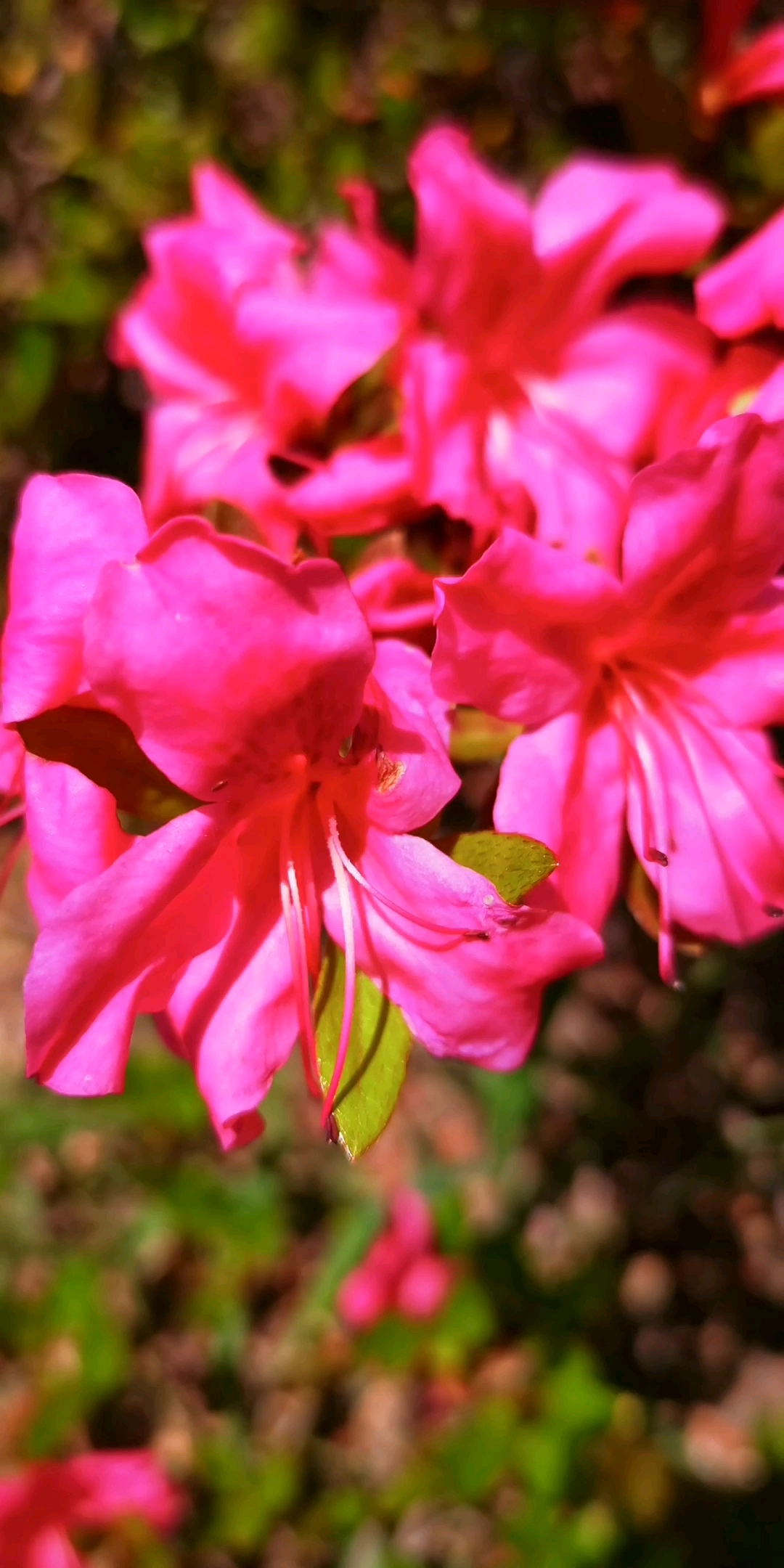 火红的红杜鹃,漂亮