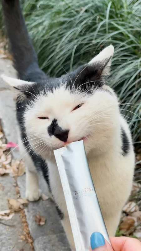 全网寻找梅尼耶我居然在杭州偶遇了梅尼耶萌宠出道计划