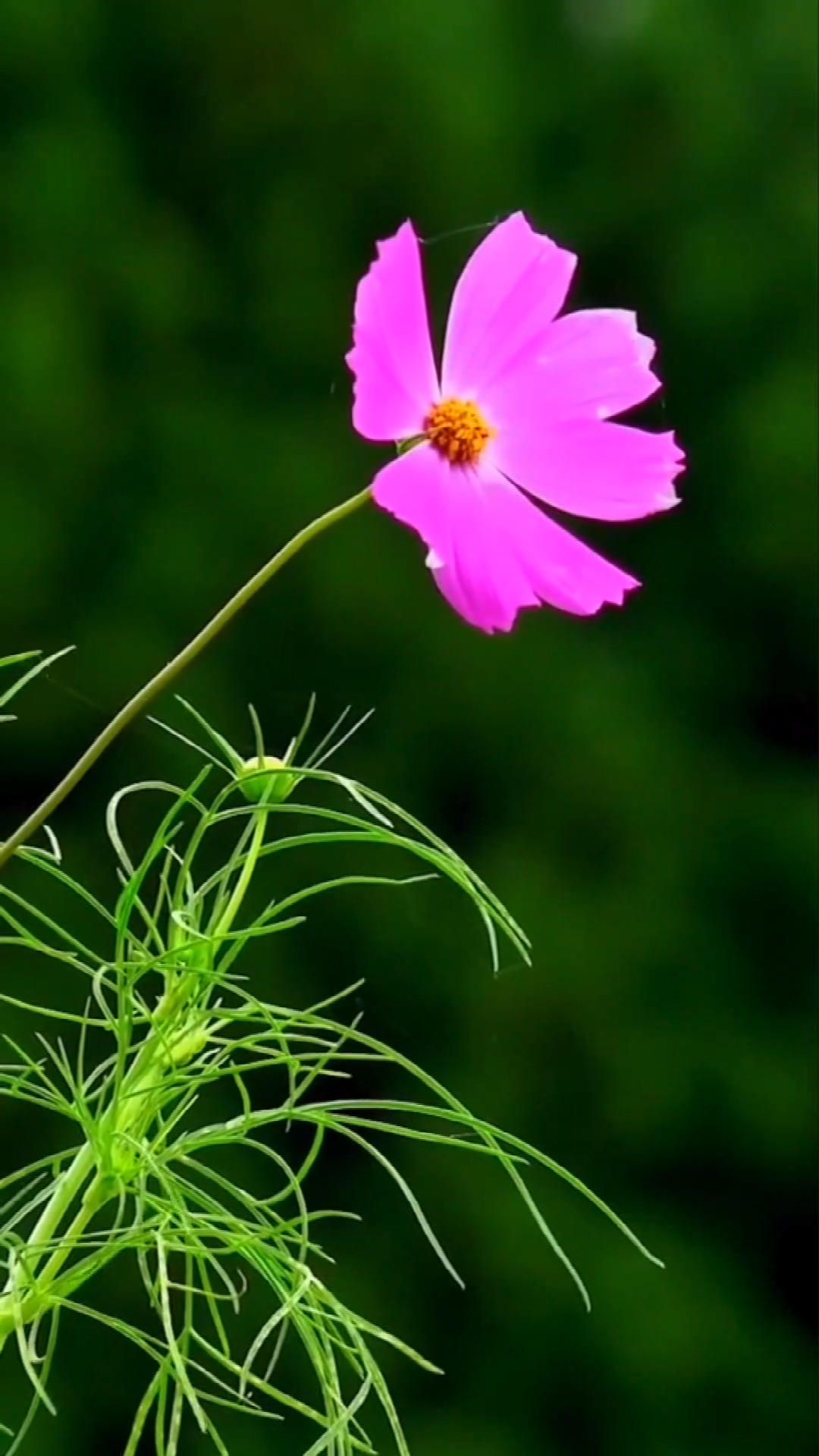 最美的风景#有人讨厌一朵花把花摘下来,喜欢一朵花也会把花摘下来