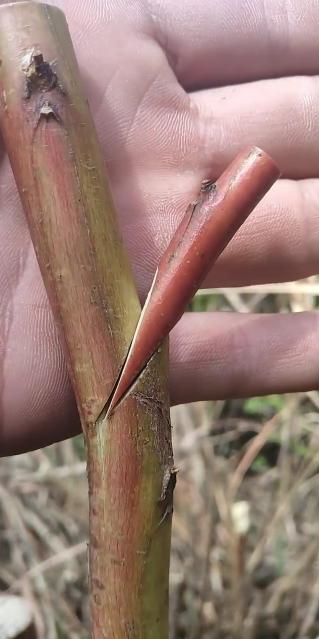 果树劈接嫁接技术分享交流,一般人不会