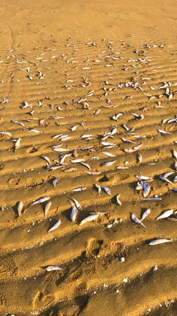 沙滩上这么多鱼怎么回事(o)