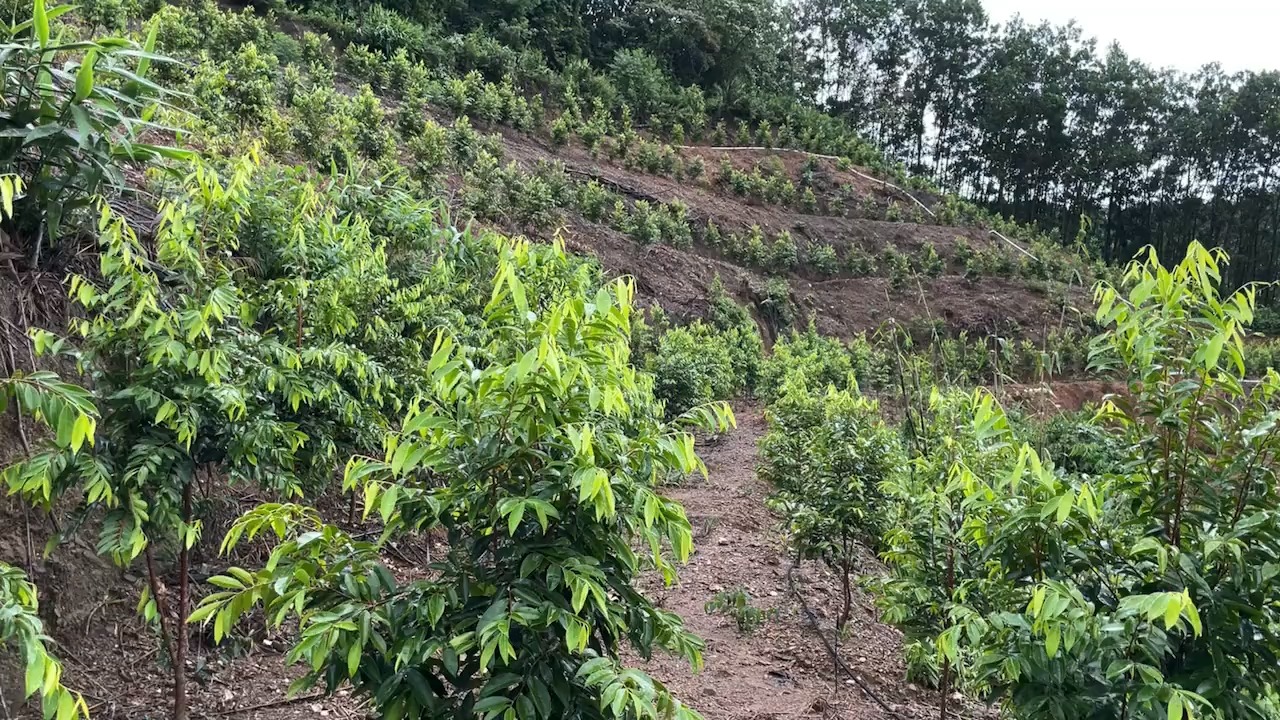 刚种一年的奇楠树很多都已经长到两米高了.