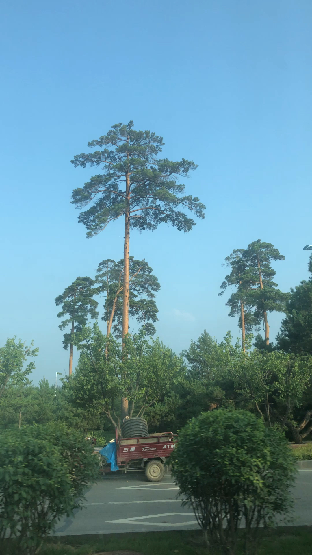 上百年美人松 只在长白山天池有