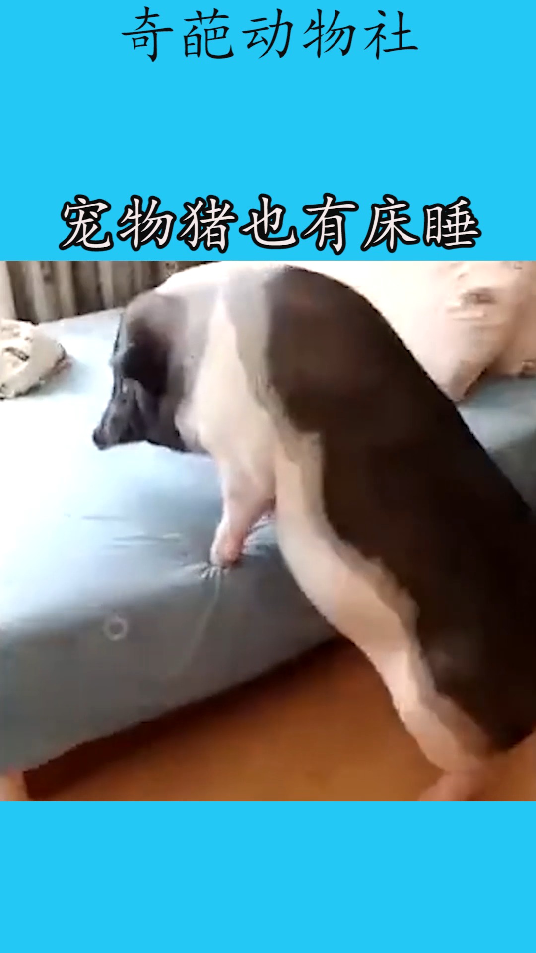 我要上热门#宠物猪也有床睡