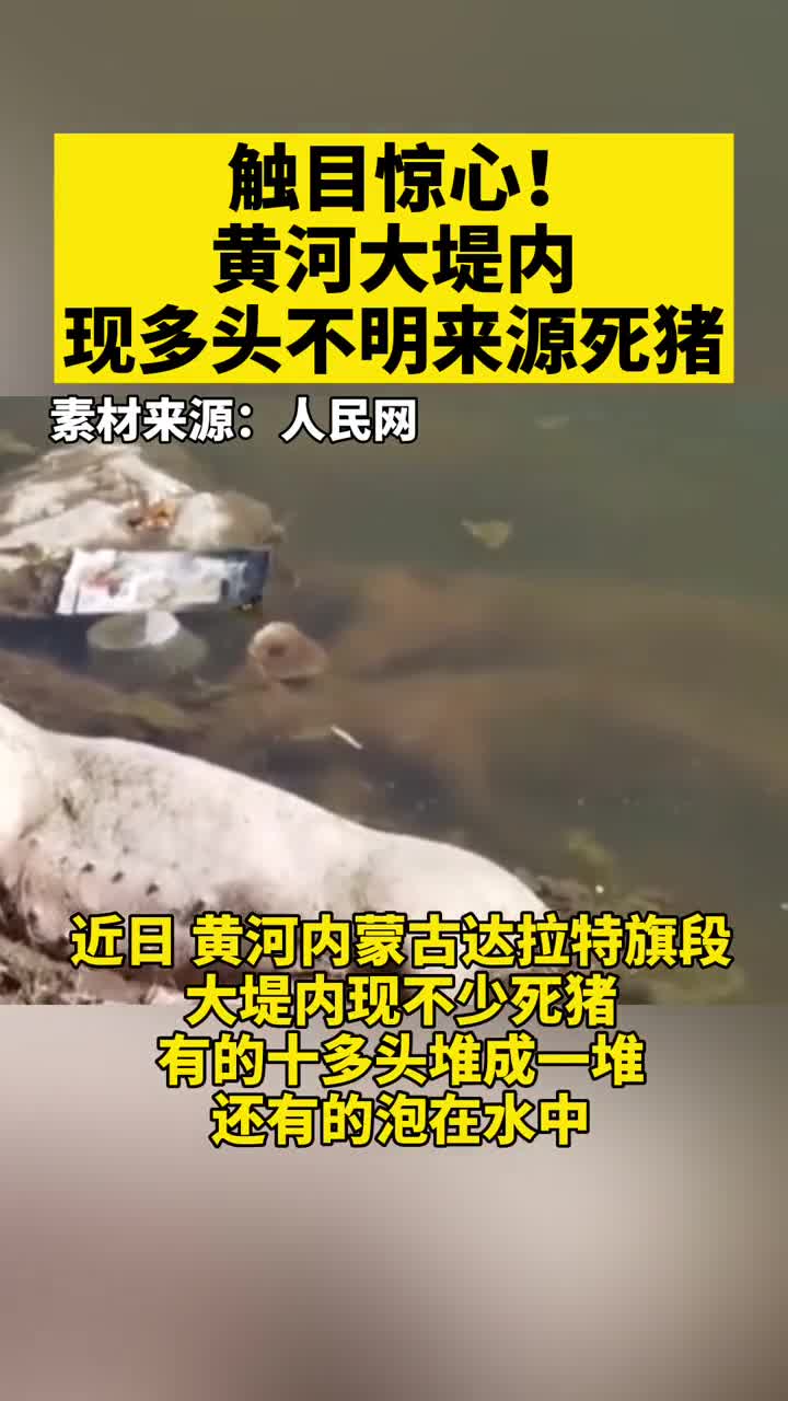 触目惊心!近日,黄河大堤内现多头不明来源死猪