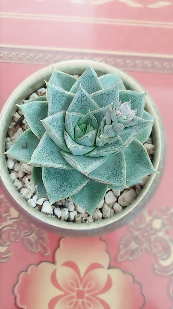 大和锦出花剑了,想留着看看啥样?