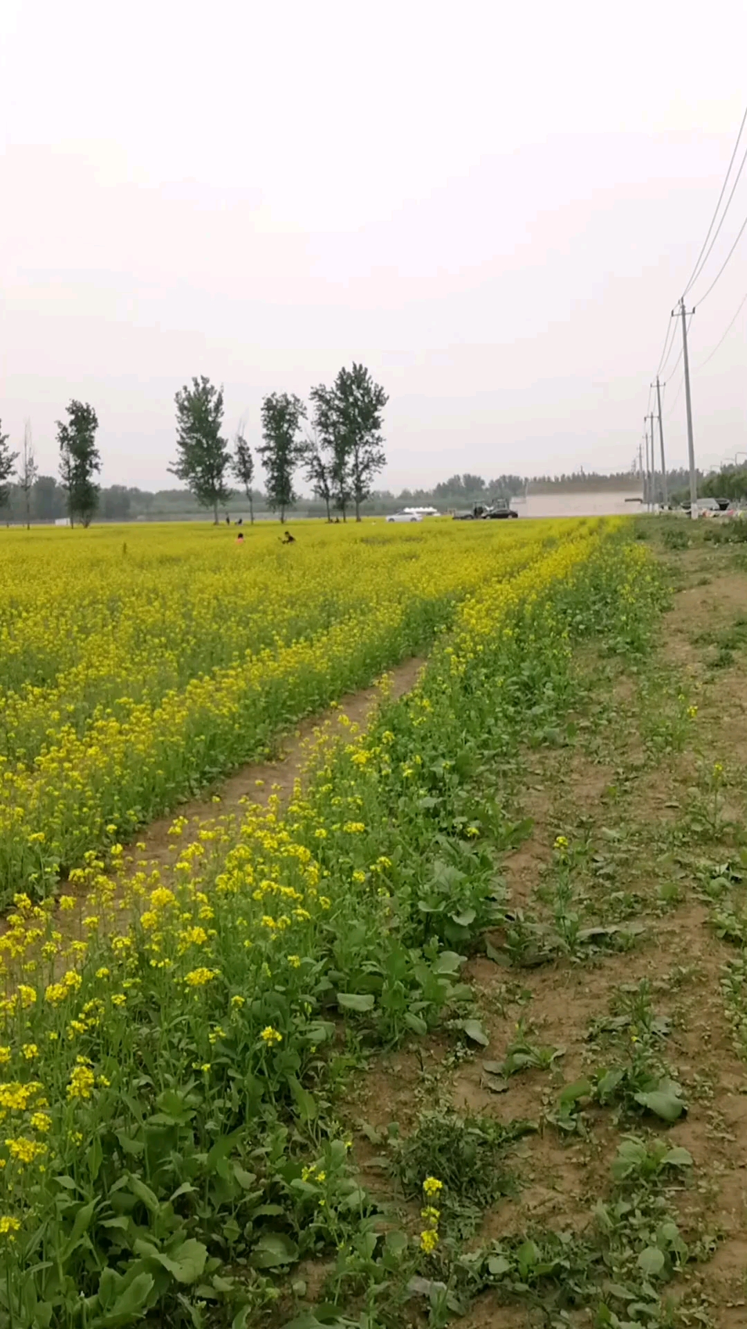 楼台村油菜花图片