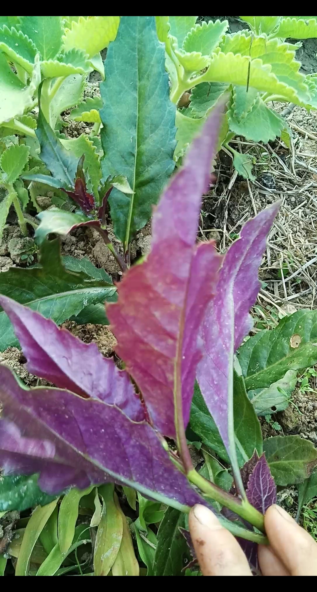 乡村生活#能补血的蔬菜:紫背菜,你一定吃过.