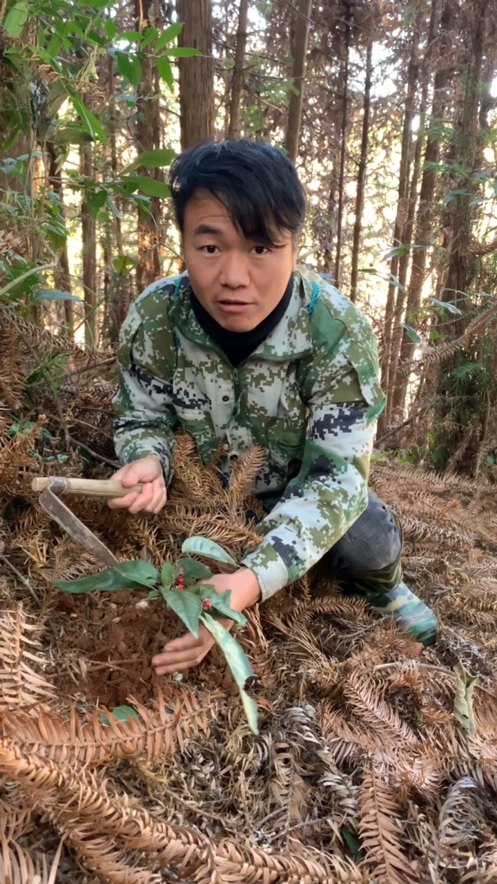 挖草药一定得细心必须保持完整