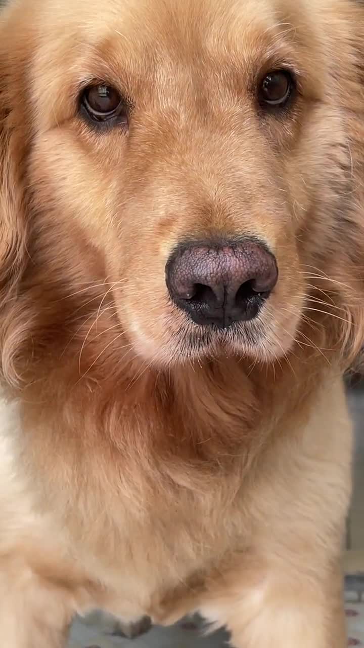 金毛张嘴那瞬间我被她口臭熏到了