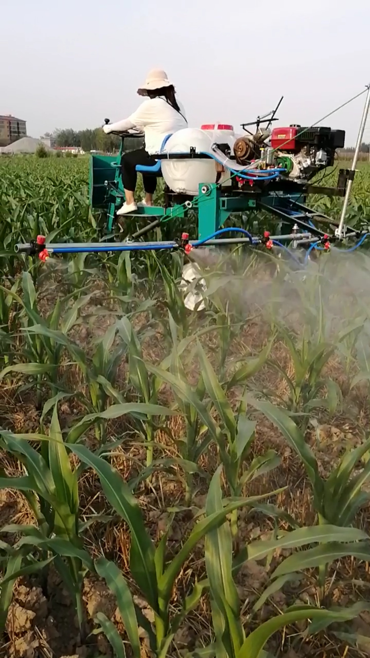 三轮打药机 玉米地打药 看效果