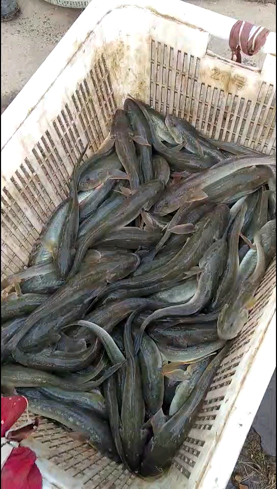 乡村生活#龙尾鱼