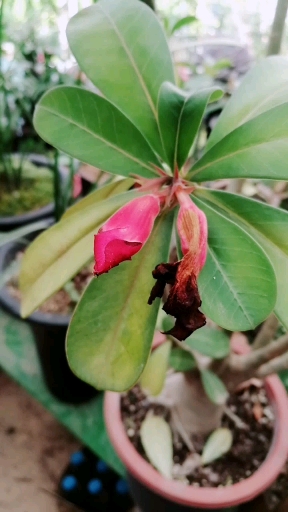 沙漠玫瑰蚧壳虫