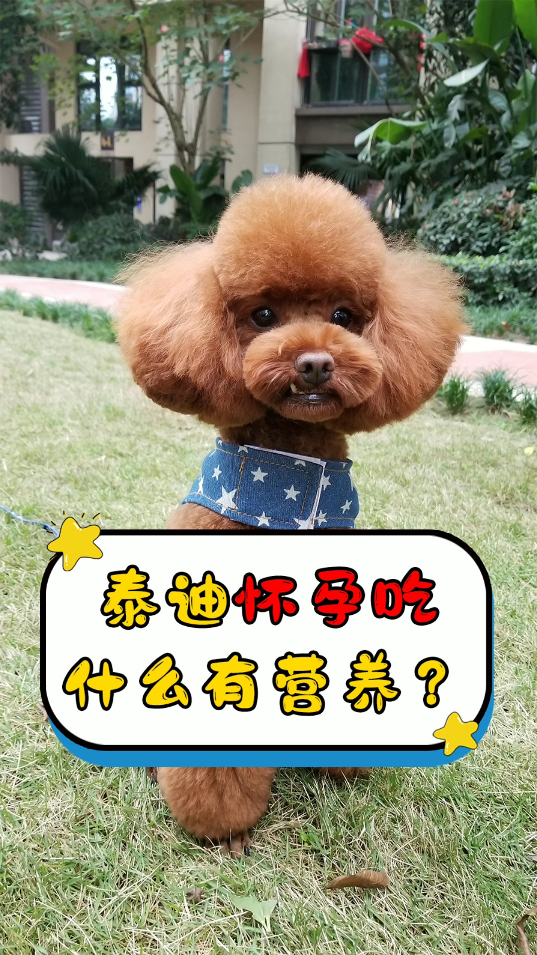 狗#泰迪怀孕吃什么有营养?
