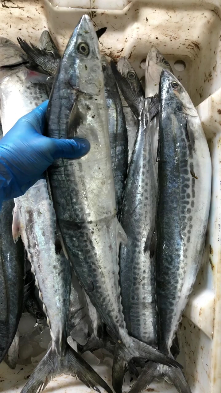舌尖上的旅行#刚从码头拉回来的马鲛鱼,新鲜