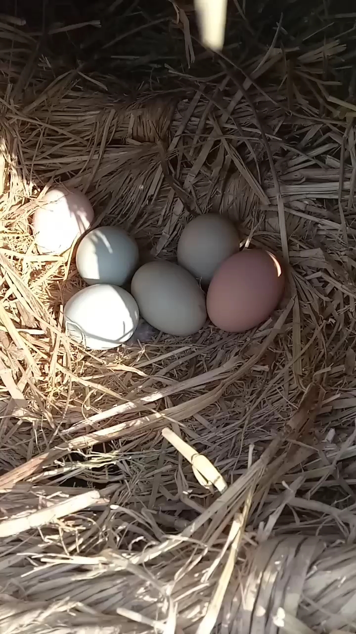 纯农村山林里散养的小笨鸡,笨鸡蛋