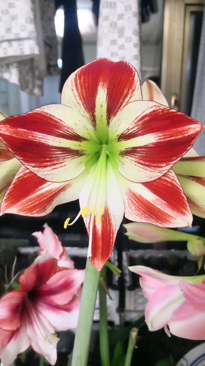 单瓣朱顶红氛围