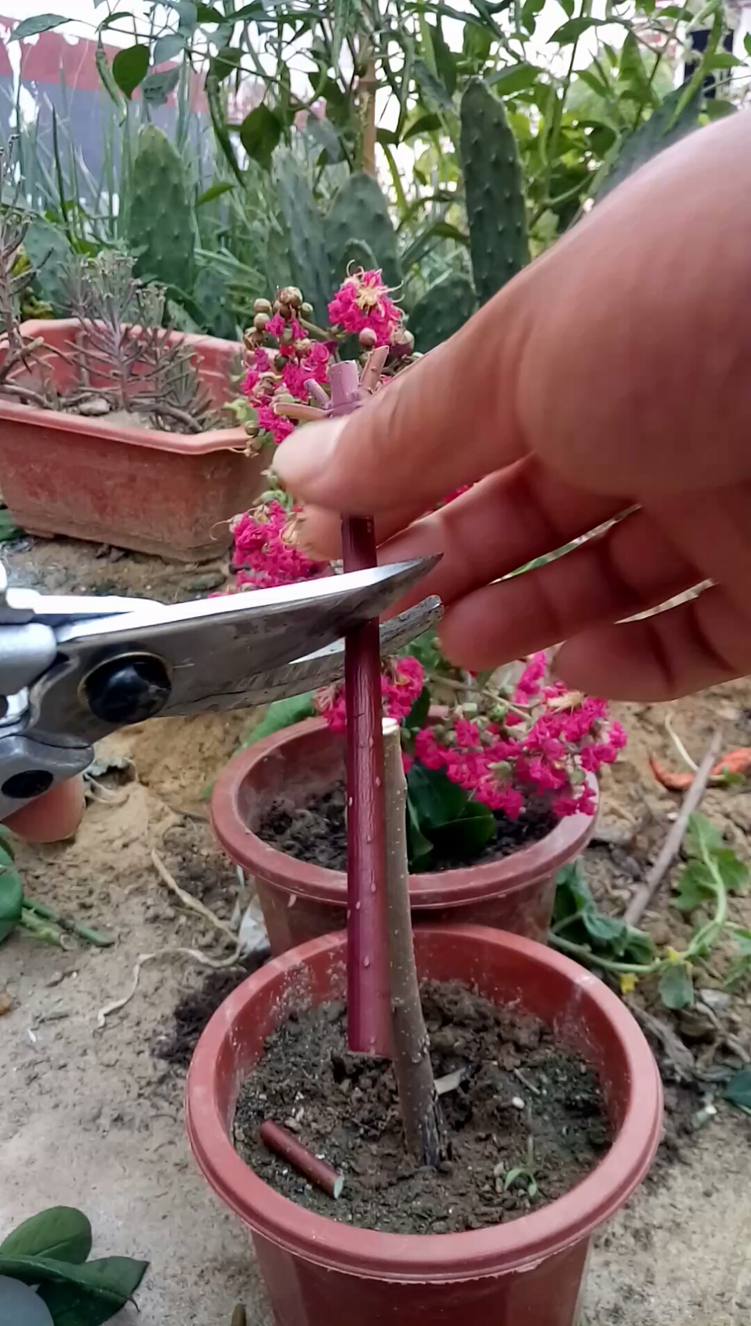 劳动最光荣#嫁接百日红技术你学会了吗