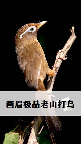 走进飞行动物的秘密世界,画眉极品老山打鸟