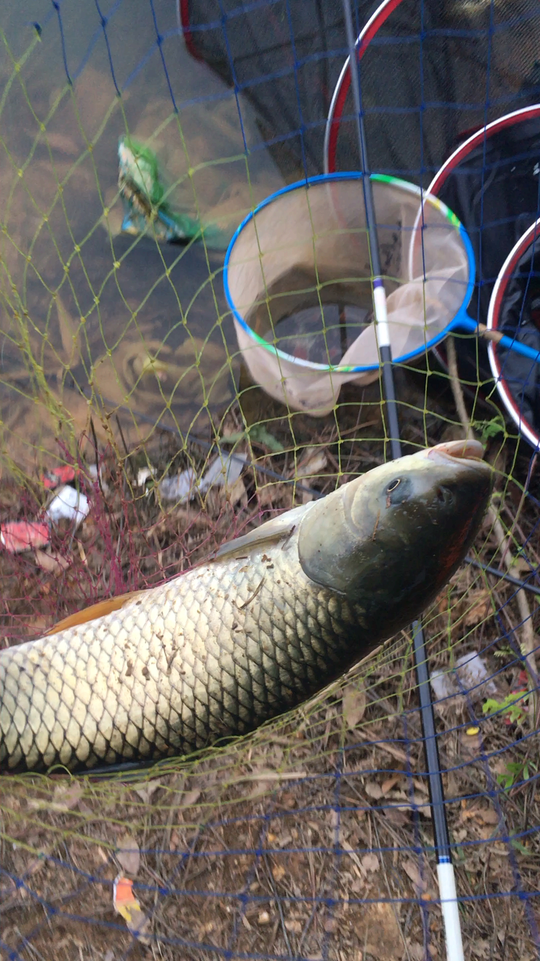 我的鱼户特别的大