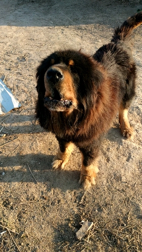 在家云旅游#狗语十级