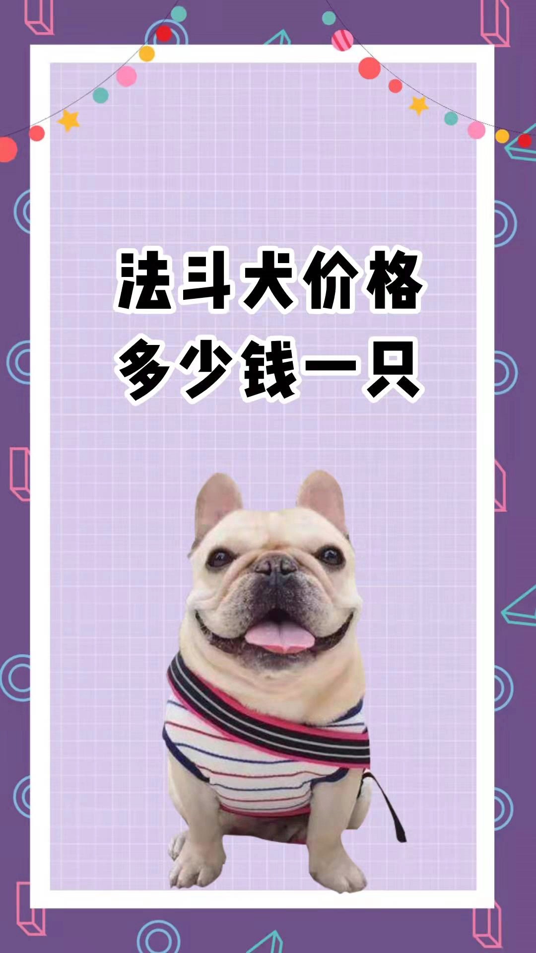 法斗犬价格多少钱一只?这价格,多数人都觉得高-度小视