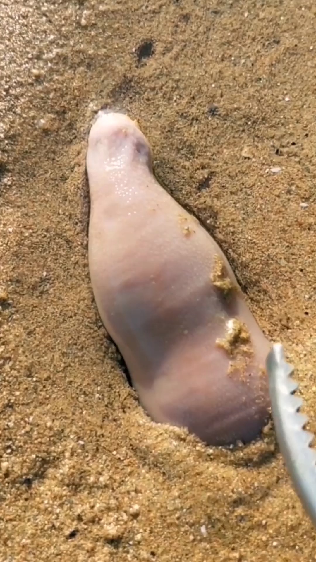 海边发现一只奄奄一息的海老鼠