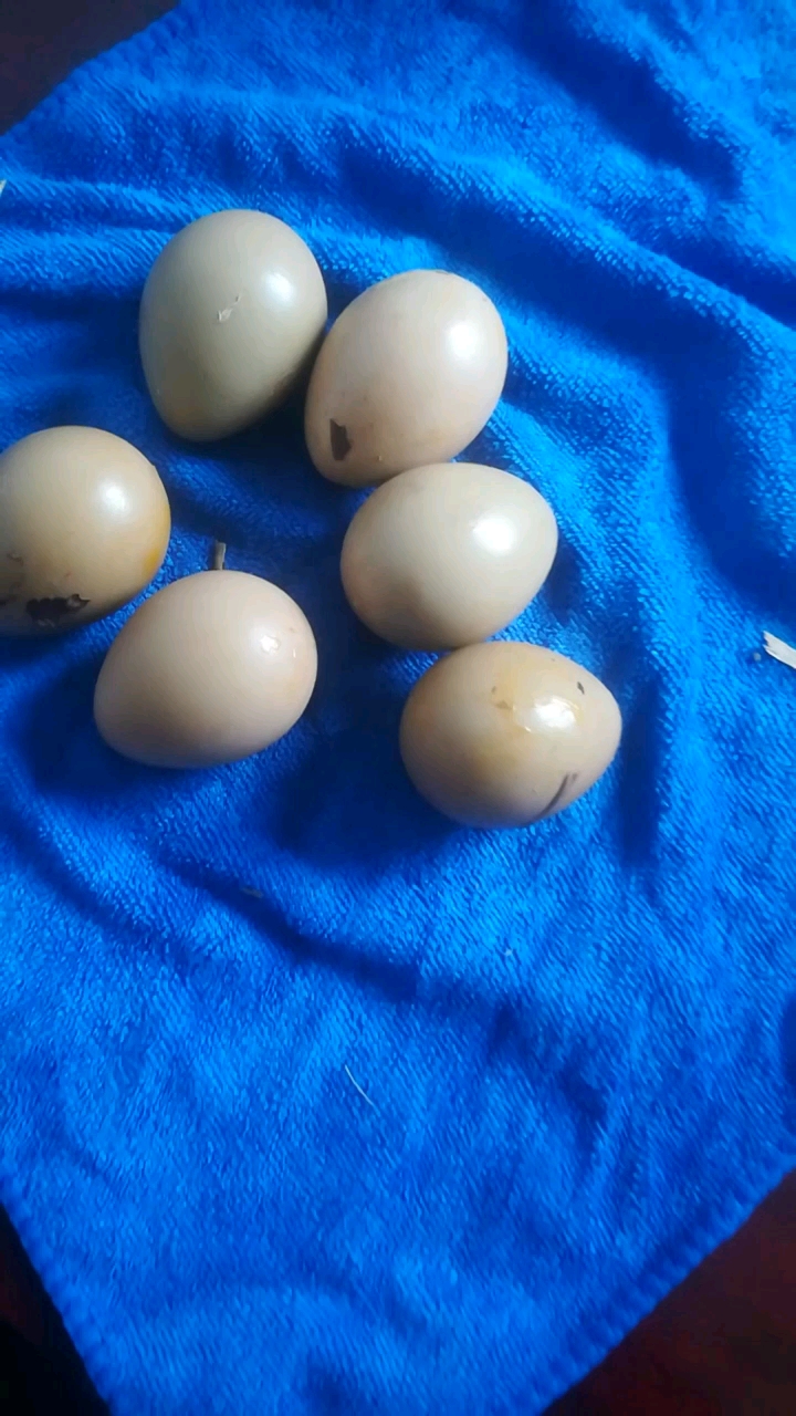 我还以为是鸟蛋,原来是野蛋