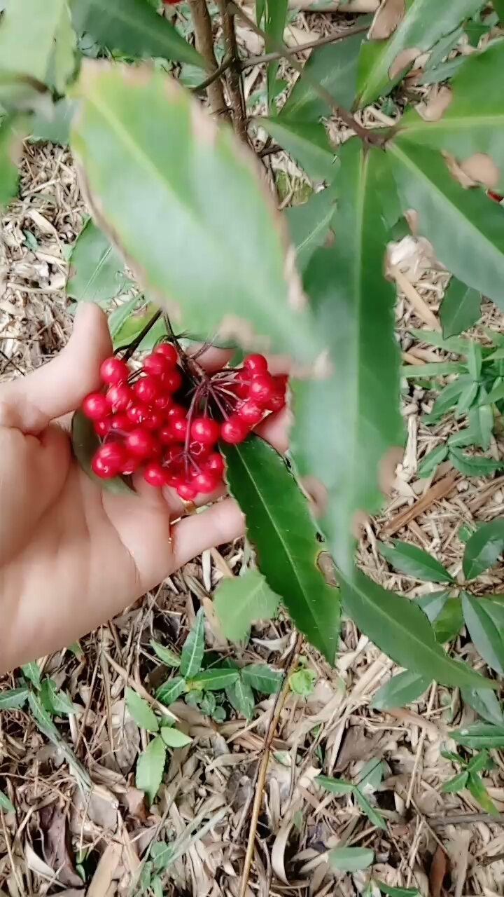 这东西可以治喉咙肿痛效果特好,我们叫铁骨伞,你们叫啥呢?