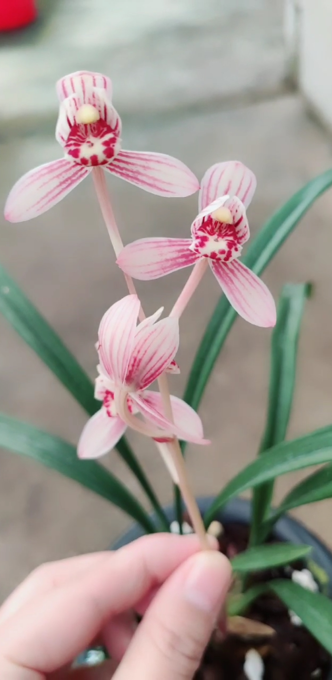 蘭花小站#建蘭 東方紅荷 盛開中 喜歡的蘭友關注哦