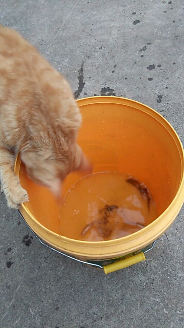 小猫捞鱼