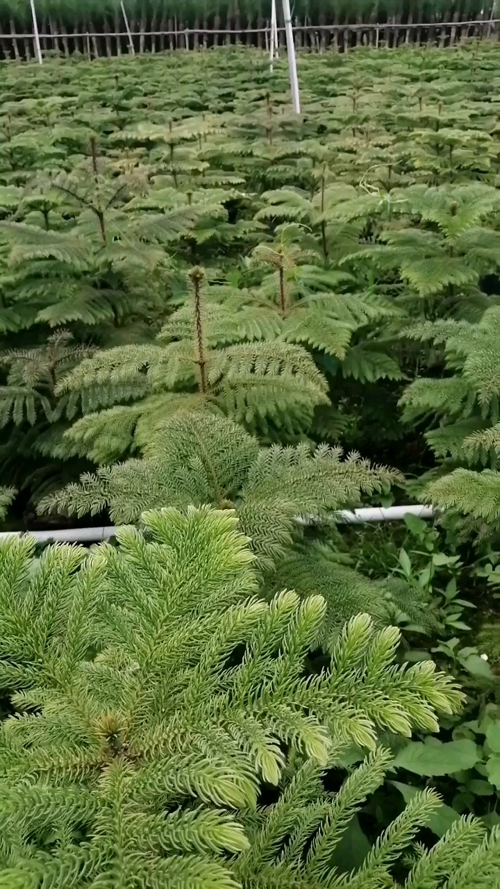 中山市东升镇的一处苗木基地,春意盎然,木青叶绿,处身其中,养眼怡心.