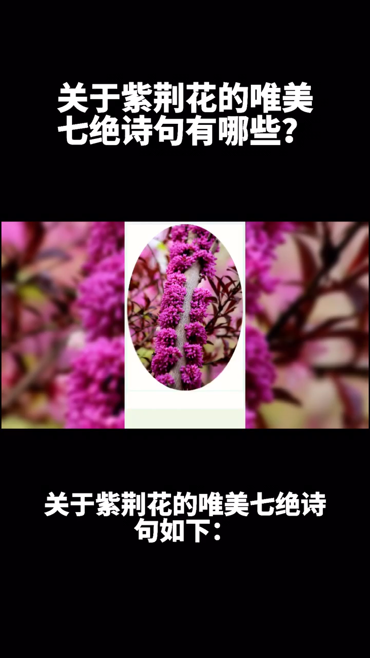 关于紫荆花的唯美七绝诗句有哪些?