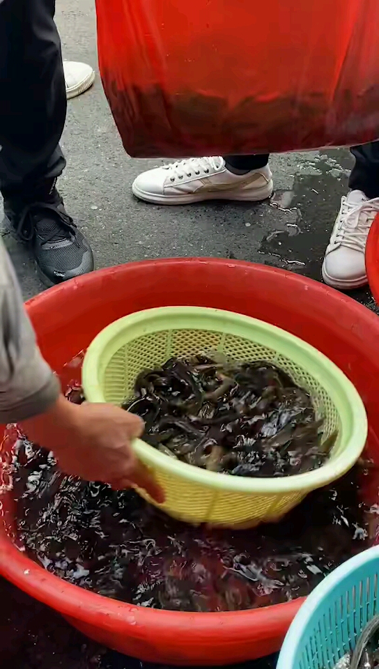市场购买泥鳅放生