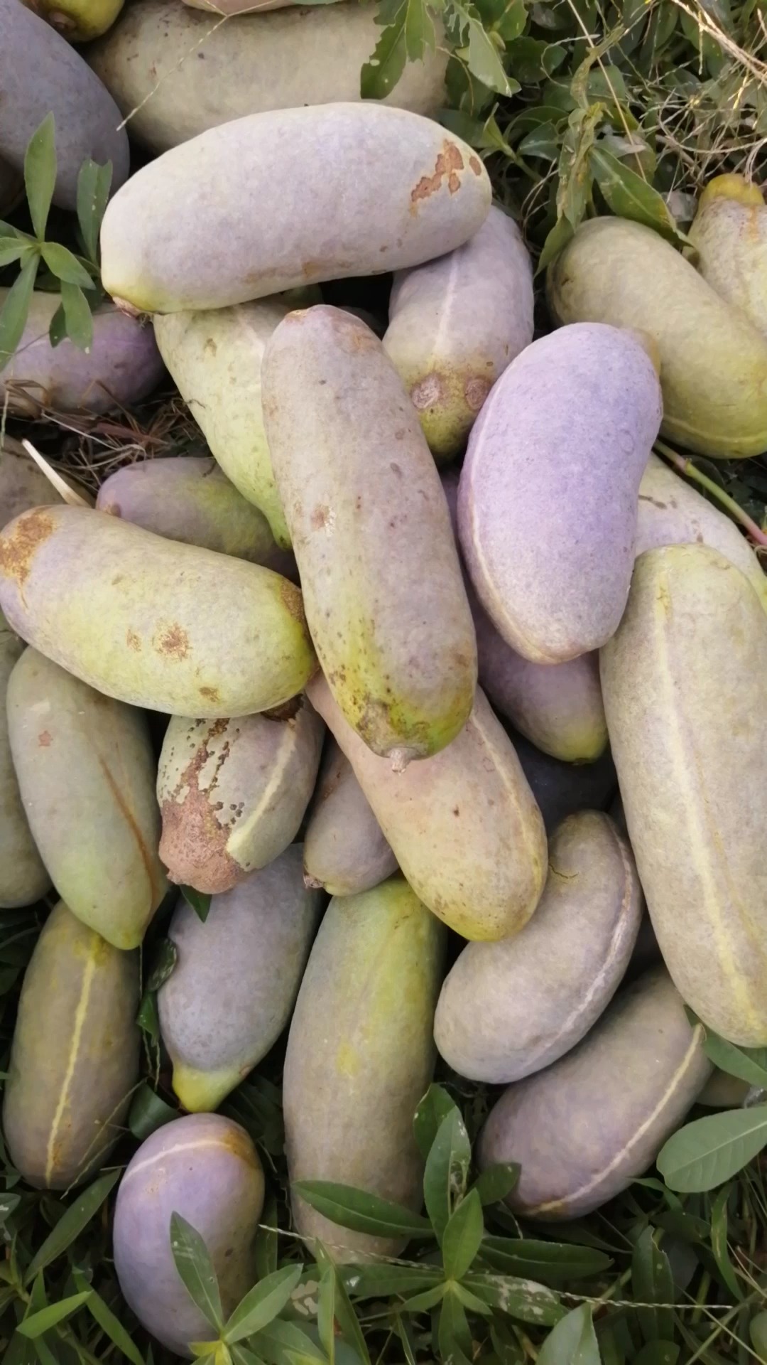 夏天就要吃水果#一地八月瓜,大丰收