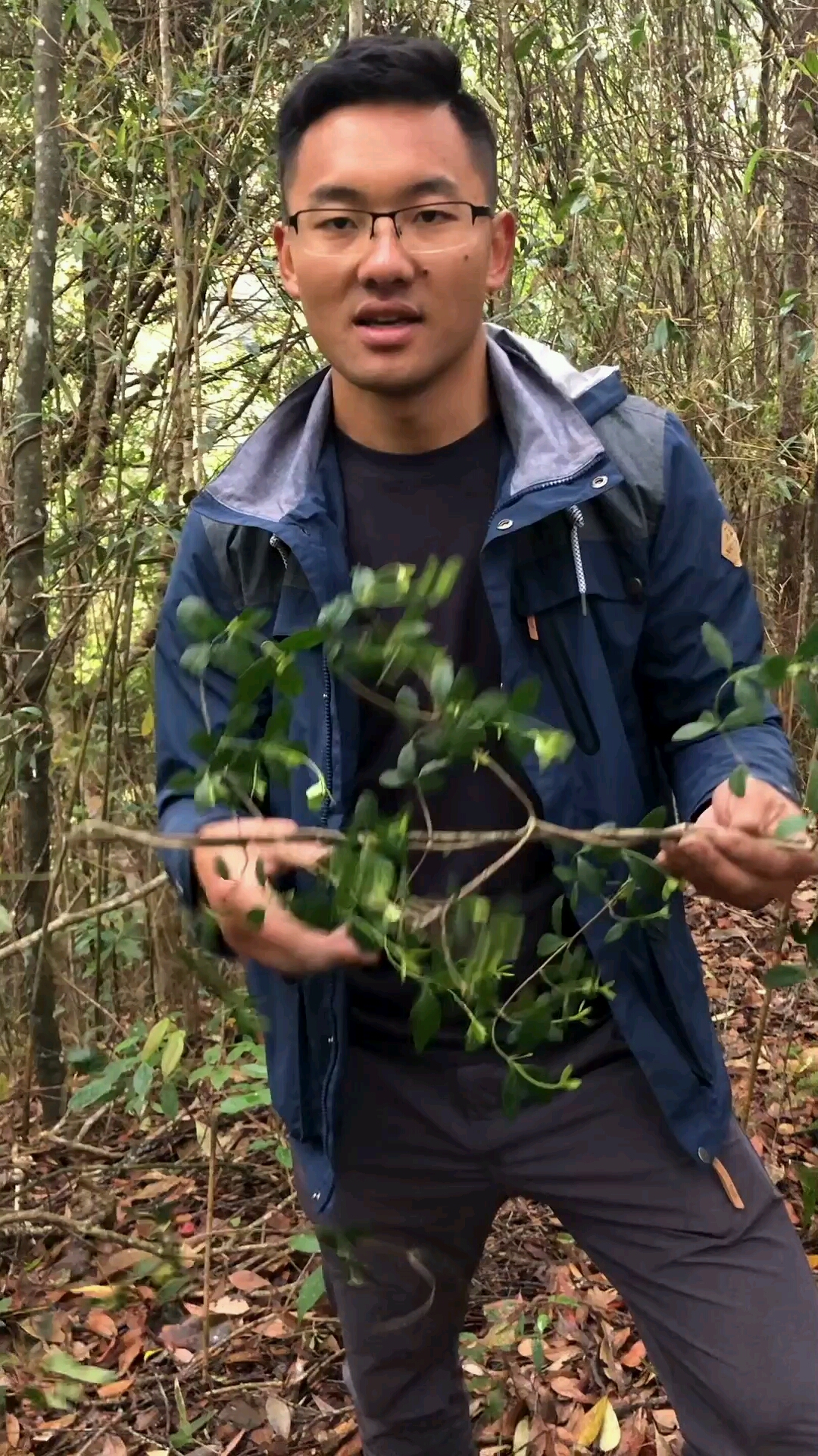 香藤根又名满山香过山香是为客家汤佐料……-度小视