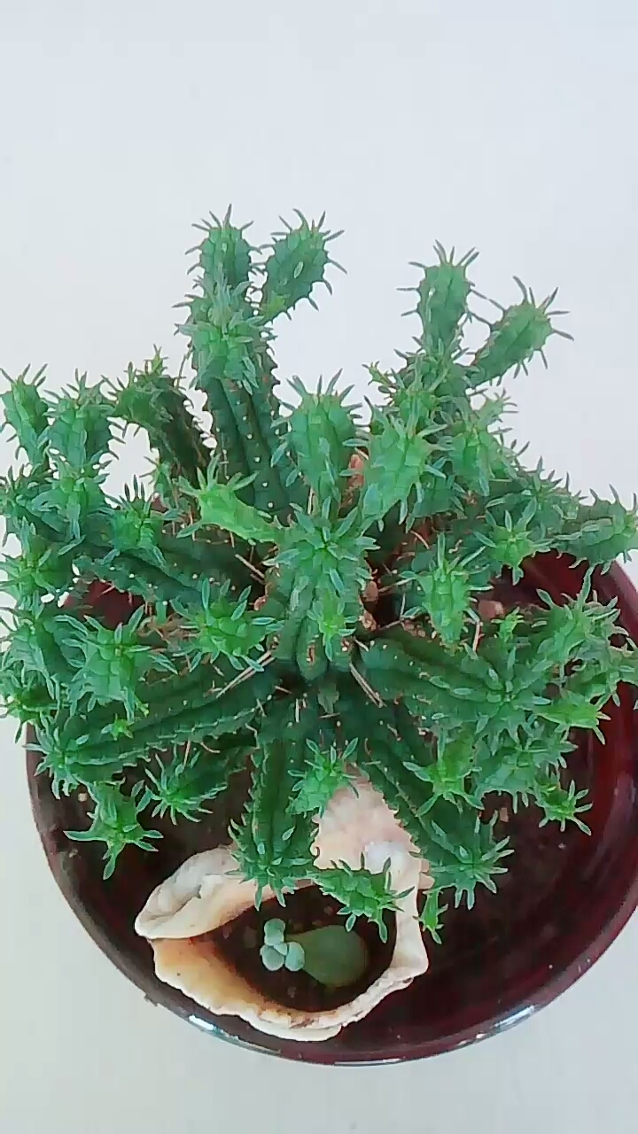 我的小花园#认识一下火麒麟