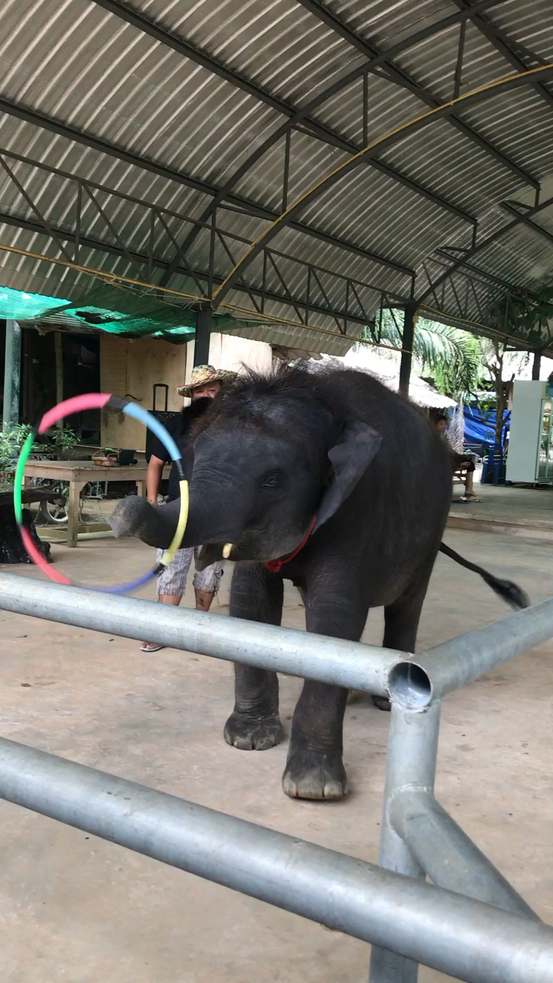 神宠来袭#泰国小象转呼啦圈啦