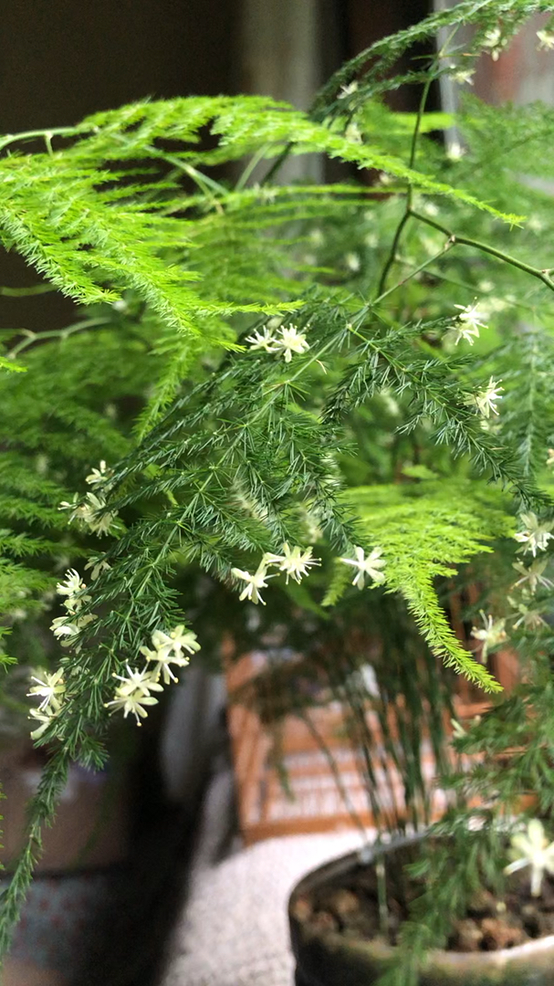 带上全民去旅行#竹子开花了.