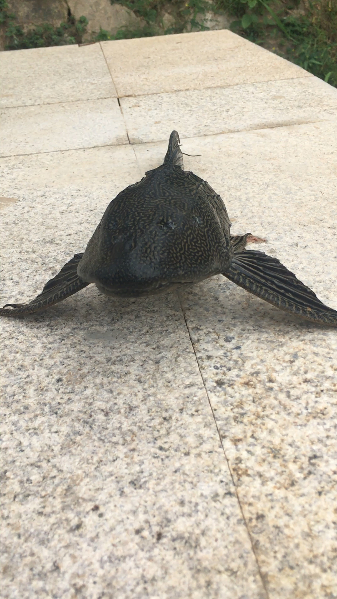 优秀如我#今天干的飞机鱼.老铁点个赞吧.