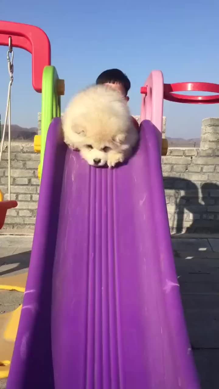 阿拉斯加和小主人玩滑梯,小心翼翼的样子,好可爱啊!