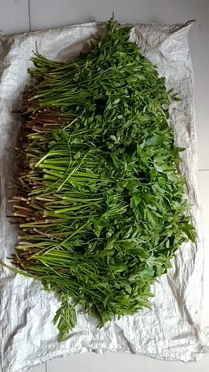 这个是水芹菜,河边长出来的