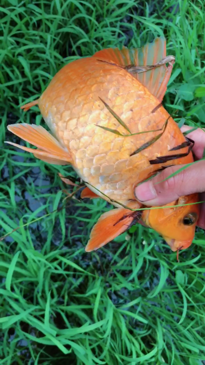 我手抓到一个黄金色的红鲤鱼.